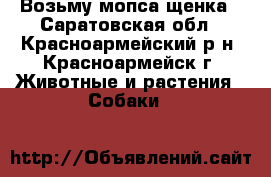 Возьму мопса щенка - Саратовская обл., Красноармейский р-н, Красноармейск г. Животные и растения » Собаки   
